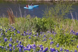 wildflowers