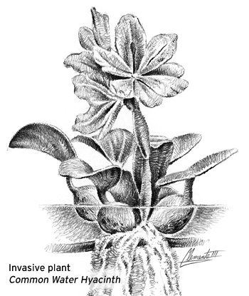 Invasive plant: Common Water Hyacinth
