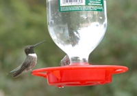 Black-chinned hummingbird on feeder