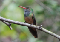 Male hummingbird on branch