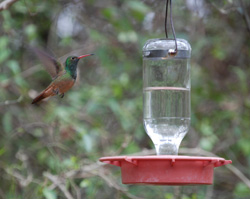 Hummingbird flying to feeder