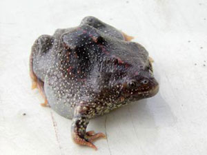 Mexican Burrowing Toad
