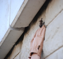 Pepito climbing a wall