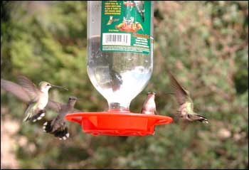 Black-chinned Hummers at Feeder
