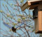 Bluebird Male Arriving at Bird House
