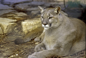 Mountain Lions in Texas