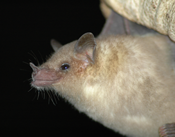 Mexican Long Nosed Bat
