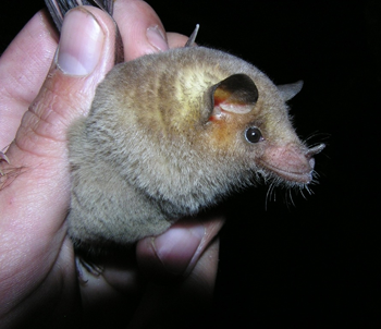 Mexican Long Nosed Bat in Hand