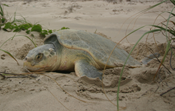 Kemps Ridley Sea Turtle