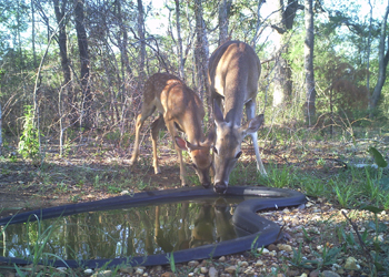 Deer and fawn drinking