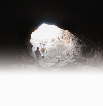 Cave Myotis