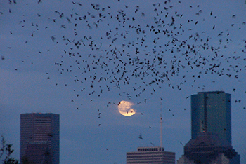 City Bats