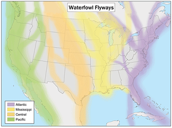 Waterfowl Flyways Map