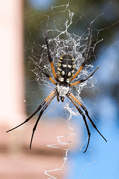 Female Garden Spider