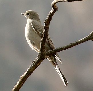Townsend Solitaire