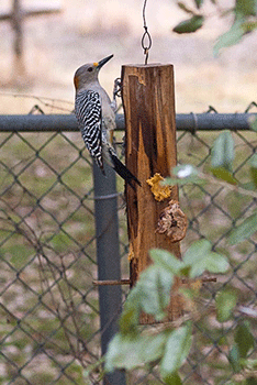 Gold-Fronted Woodpecker