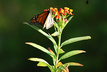 monarch and milkweed
