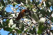 rufous hummingbird