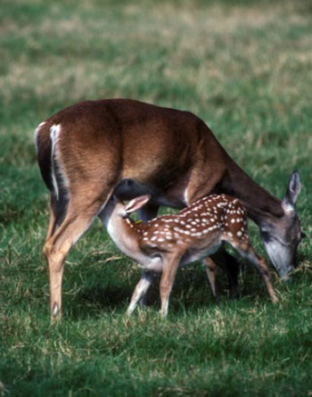 healthy doe and fawn