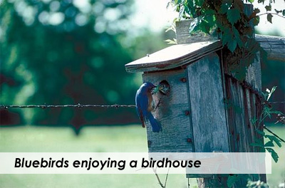 Bluebirds enjoying a birdhouse