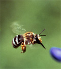 Example macro photo of a bee
