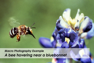 Macro Photography example, a bee hovering near a bluebonnet