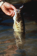 A Guadalupe Bass