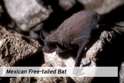 Mexican Free-tailed Bat