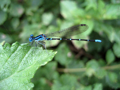 A blue-ringed dancer dragonfly