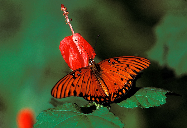 A Gulf Fritillary butterfly on a flower.