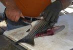 Filleting a fish (photo by Larry Hodge/TPWD)