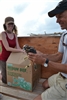 7 Volunteer Daleesa Cole Watches As Brian Mutch of Peregrine Fund Prepares to Place a Falcon Into the Hack Box