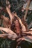 Corn Damaged by Insects, Uvalde County