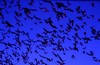 Mexican (Brazilian) Free-tailed Bats in Flight