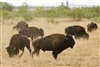 Caprock Bison Release 1