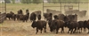 Caprock Bison Release 2