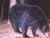 Black Bear in East Texas, 2007