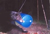 Black Bear in East Texas 04-11-07