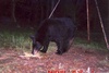 Black Bear in East Texas 04-13-07
