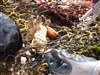 Dead Crab in Abandoned Trap, San Antonio Bay, 2-19-11