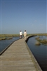 05 Marsh Boardwalk Sea Rim949 2 03
