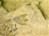 Dinosaur Track in Paluxy River Bed at Dvsp