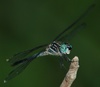 Gray-waisted Skimmer Male