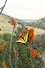Butterfly on Ocotillo Plant