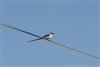 Fork-tailed Flycatcher 9519