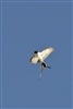 Fork-tailed Flycatcher 9534
