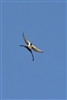 Fork-tailed Flycatcher 9536