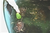 7. Scott Walker Feeding Sea Turtles at MDC 2-8-11