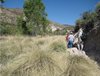 Survey Team Walks Through Bunch Grasses on Fresno Creek