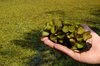 Giant Salvinia in Hand With Large Infestation Background